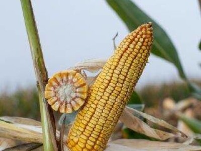 KWS 3381 - Z - hibrid kukuruza, FAO 430