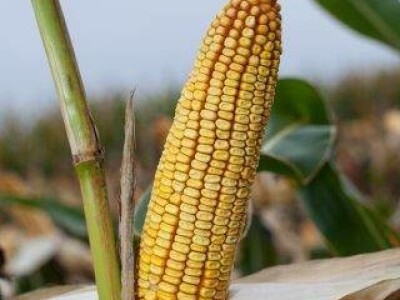 KWS 3381 - Z - hibrid kukuruza, FAO 430