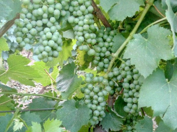 PRODAJEM GROŽĐE I MOŠT (FRANKOVVKA,GRAŠEVINA,RIZLING)