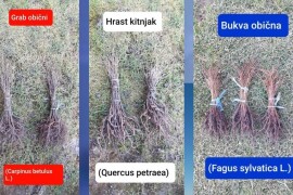 Šumske sadnice- Hrasta Kitnjaka, Bukve i Graba, CIJENA  0.14e ./1.kom.
