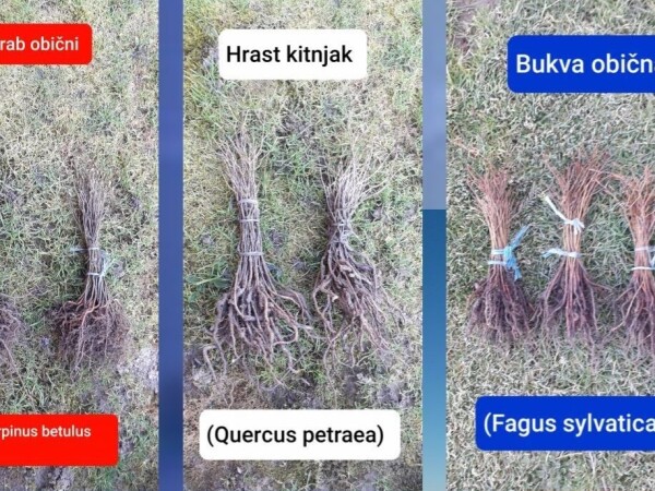 Šumske sadnice- Hrasta Kitnjaka, Bukve i Graba, CIJENA  0.14e ./1.kom.