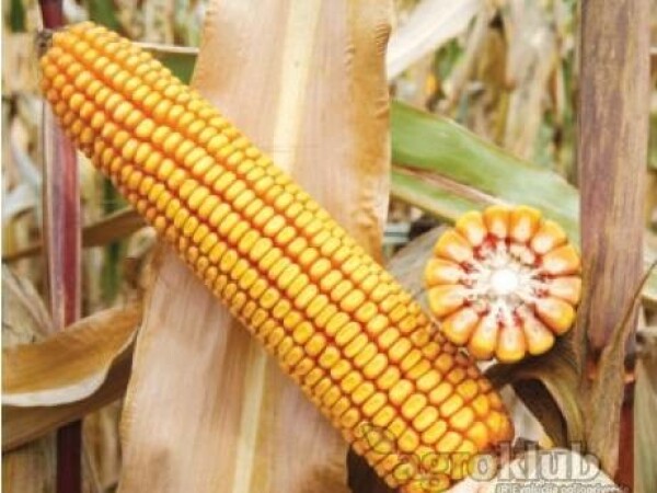 Kornelius - Z - hibrid kukuruza, FAO 370