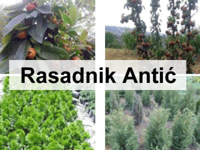 Sadnice voća za 2017 - Hit jesenja CENA