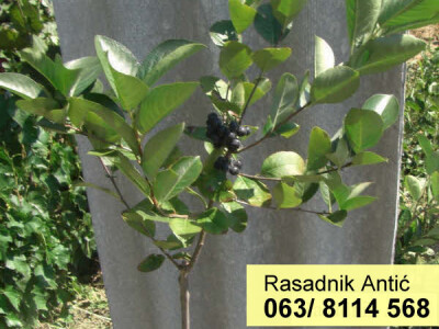 Sadnice voća za 2017 - Hit jesenja CENA