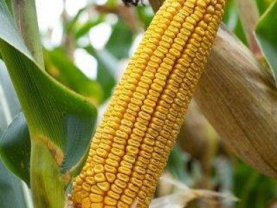 Konsens - hibrid kukuruza, FAO 560