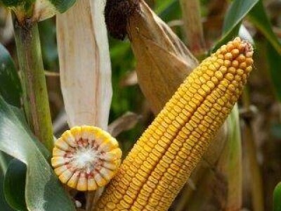 Konsens - hibrid kukuruza, FAO 560