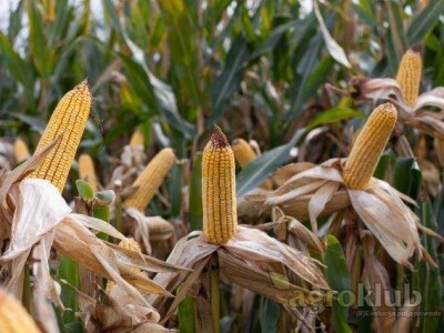 Konsens - hibrid kukuruza, FAO 560