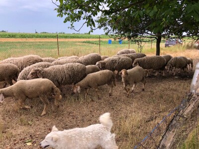 Prodajem ovce i koze mesovite sorte!!!! Cena vise nego povoljna!!!