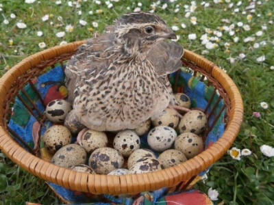 Prodaja jaja japanske prepelice