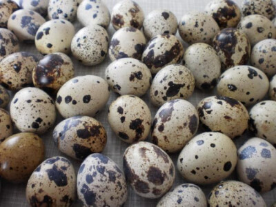 Prodaja jaja japanske prepelice