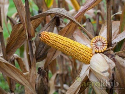 Kolumbaris - hibrid kukuruza, FAO 500
