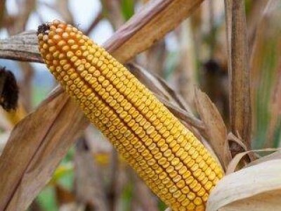 Kolumbaris - hibrid kukuruza, FAO 500