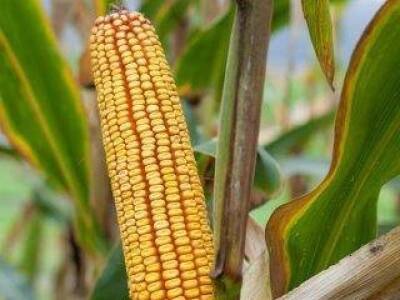 Mikado - Z - hibrid kukuruza, FAO 620