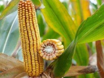 Mikado - Z - hibrid kukuruza, FAO 620