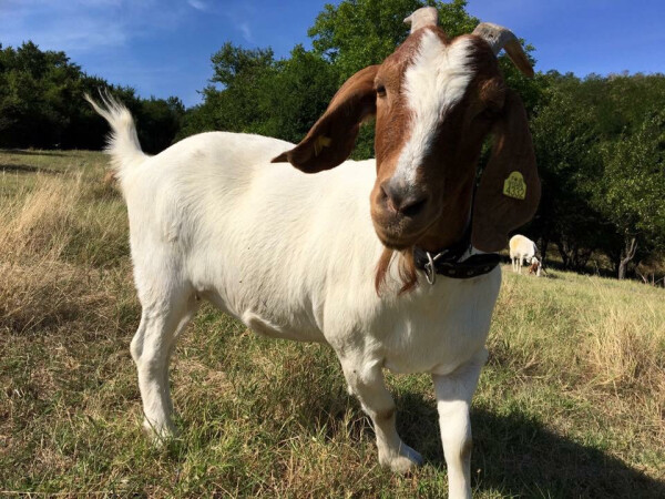 Proizvodi od kozijeg mleka