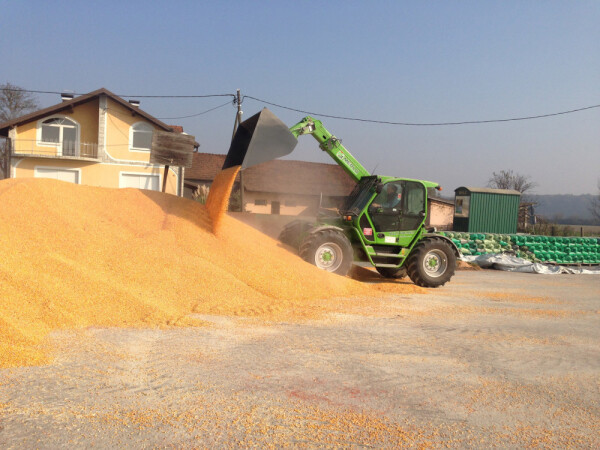 Otkup merkantilne soje i kukuruza, plaćanje isti dan!