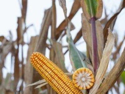 Karnevalis - hibrid kukuruza, FAO 240