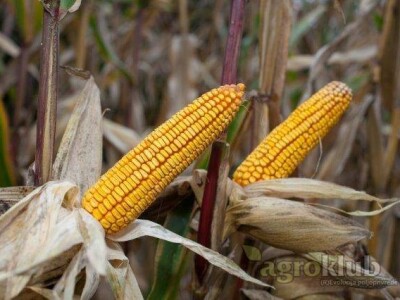 Karnevalis - hibrid kukuruza, FAO 240