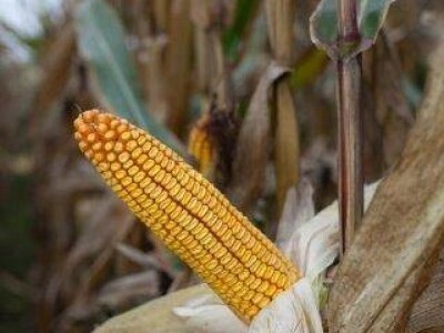 Karnevalis - hibrid kukuruza, FAO 240