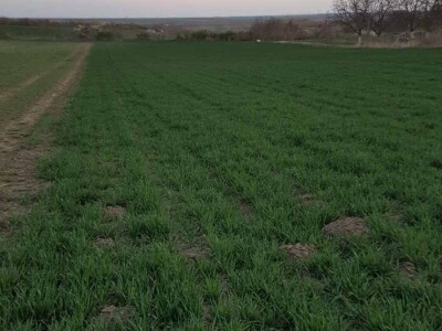 3,55 ha Novi Slankamen, građevinsko zemljište AGENCIJA DUNAVNEKRETNINE