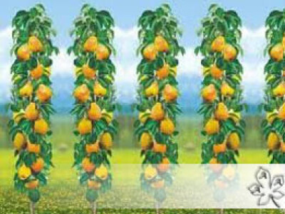 PONUDA VOĆNIH I LOZNIH SADNICA ZA JESEN 2017/PROLEĆE 2018 GOD.