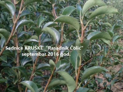 PONUDA VOĆNIH I LOZNIH SADNICA ZA JESEN 2017/PROLEĆE 2018 GOD.