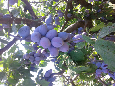 PONUDA VOĆNIH I LOZNIH SADNICA ZA JESEN 2017/PROLEĆE 2018 GOD.