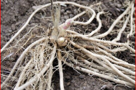 Špargla - lekovita biljka