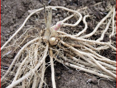 Špargla - lekovita biljka