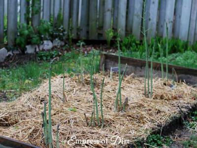 Špargla - lekovita biljka