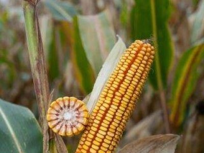 Kladdus - Z  - hibrid kukuruza, FAO 280