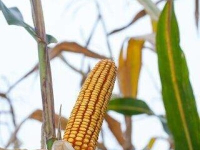 Kladdus - Z  - hibrid kukuruza, FAO 280