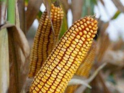 Kladdus - Z  - hibrid kukuruza, FAO 280