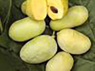 Sadnice Asimine triloba, paw paw, indijanska banana