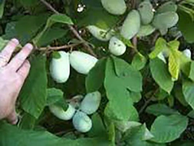 Sadnice Asimine triloba, paw paw, indijanska banana