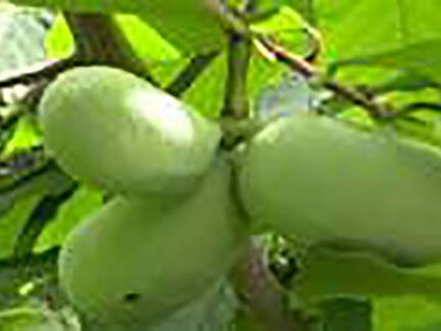 Sadnice Asimine triloba, paw paw, indijanska banana