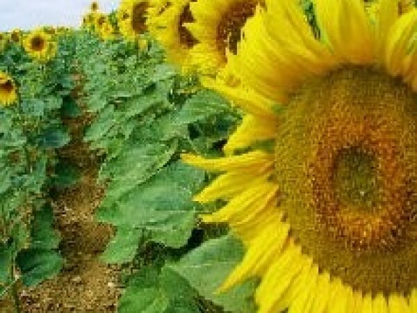 Barolo RM - hibrid suncokreta