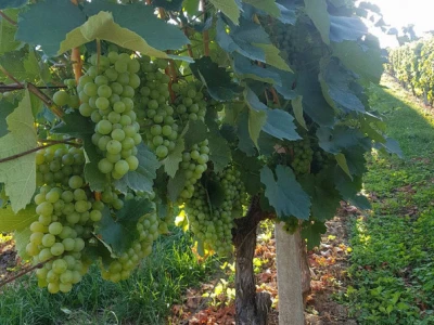 Prodaje se bijelo vino