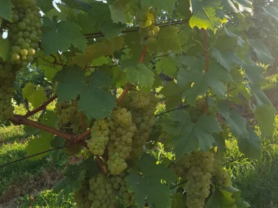 Prodaje se bijelo vino