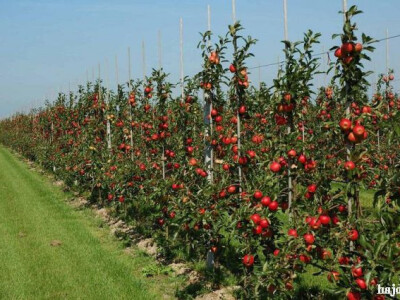 VOĆNE SADNICE,povoljno,vrhunskog kvaliteta!!!