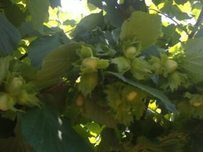 VOĆNE SADNICE,povoljno,vrhunskog kvaliteta!!!