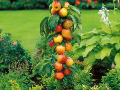 VOĆNE SADNICE,povoljno,vrhunskog kvaliteta!!!