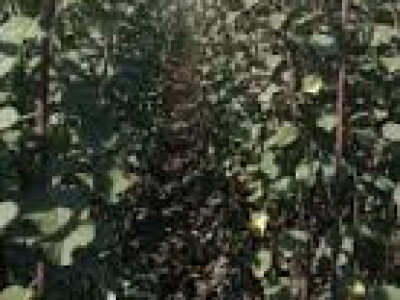 VOĆNE SADNICE,povoljno,vrhunskog kvaliteta!!!