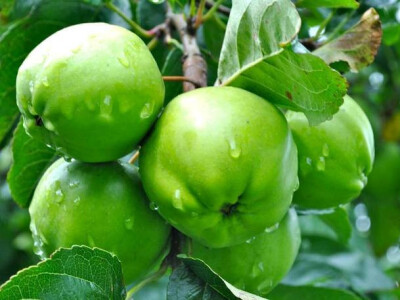 Jesenje sadnice, ZZ KALEM VOĆE GORAN