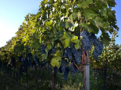 Jesenje sadnice, ZZ KALEM VOĆE GORAN