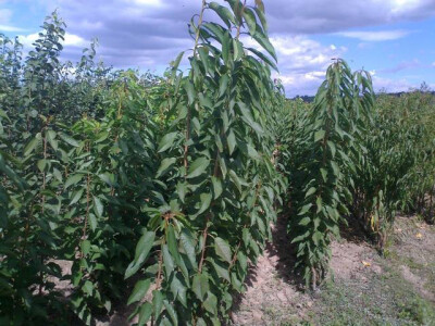 Jesenje sadnice, ZZ KALEM VOĆE GORAN