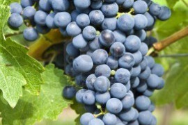 Grožđe Cabernet Sauvignon Sesvete Zelina