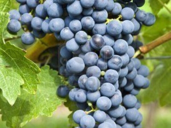 Grožđe Cabernet Sauvignon Sesvete Zelina