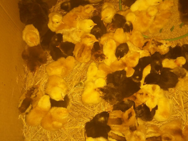 Domaći pilići starinskih kokoši