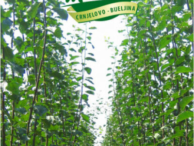 VOĆNE I LOZNE SADNICE, SVIH VRSTA,JESEN 2017 NAJPOVOLJNIJE CENE